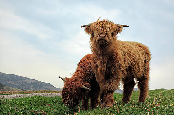 Highland Cow Calves by Grant Glendinning
