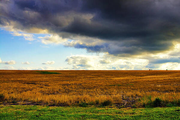 Stormy Sky Over Golden Field Wall Art
