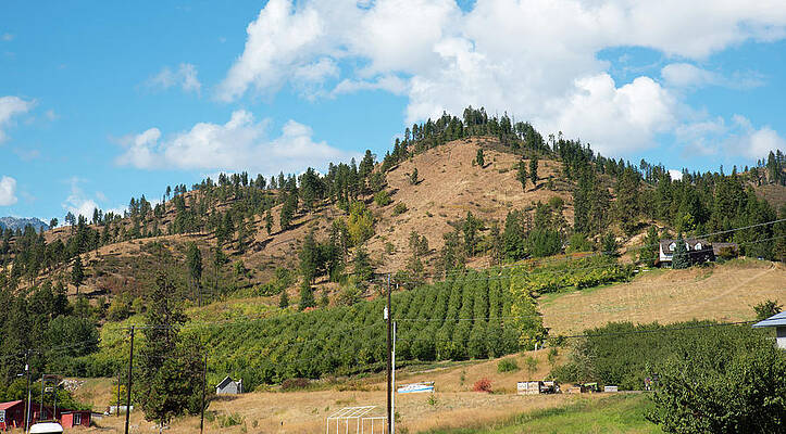 September Photograph - Hillside Orchard In September by Tom Cochran