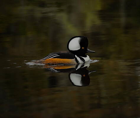 Spring Photograph - Hooded Merganser Drake Gliding By by Dale Kauzlaric