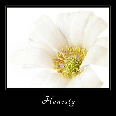 Wall Art featuring the photograph Honesty 2 by Mary Jo Allen