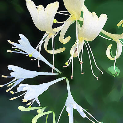 Blossom Digital Art - Honeysuckle Friend by Gina Harrison