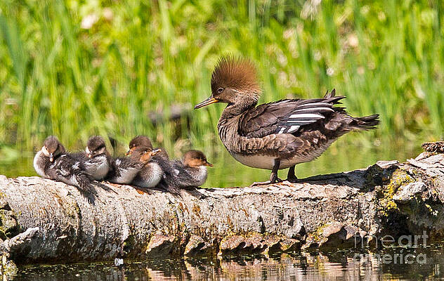 Minnesota Photograph - Hooded Merganser Family In Minnesota by Natural Focal Point Photography