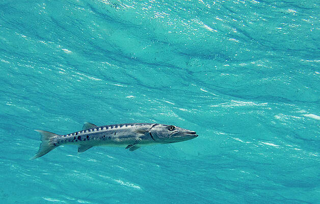 Wild Wall Art featuring the photograph Hoovering Barracuda by Jean Noren