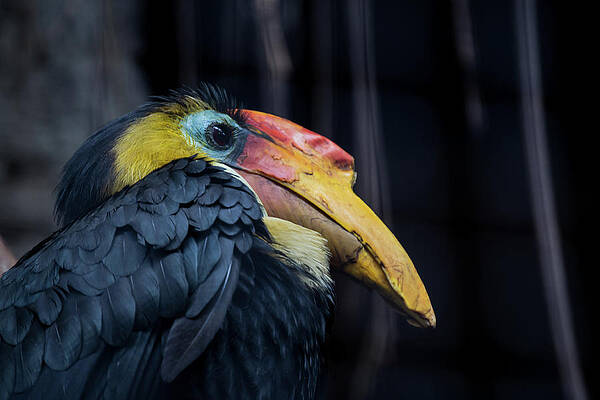 Wild Photograph - Hornbilled Bird by Scott Lyons