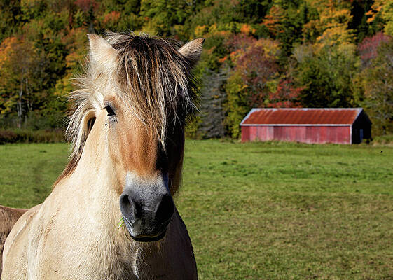 Wall Art featuring the photograph Horse by Alberto Audisio