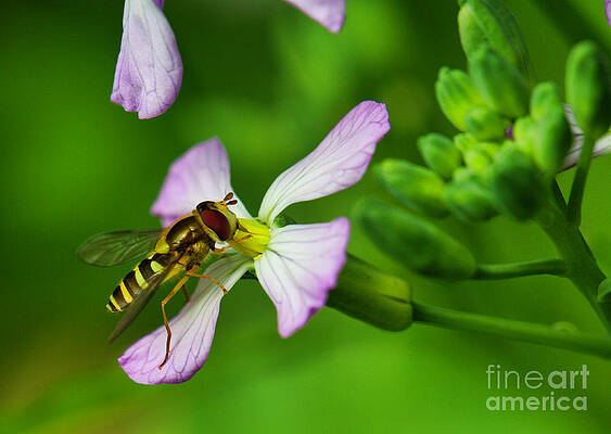 Summer Photograph - Hoverfly On Flower by Bruce Block