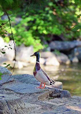Nature Wall Art featuring the photograph How You Do'in by La Dolce Vita