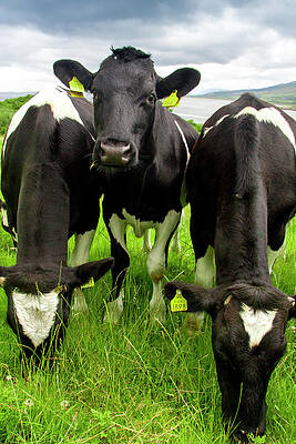 Wall Art featuring the photograph How're Ye by Mark Callanan