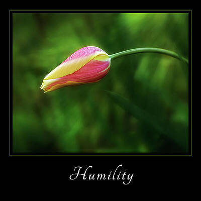 Wall Art featuring the photograph Humility 1 by Mary Jo Allen
