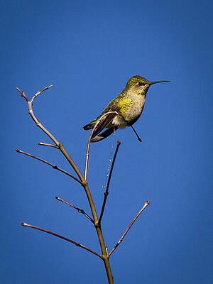 Wild Wall Art featuring the photograph Humming Bird Evacuation by Jean Noren