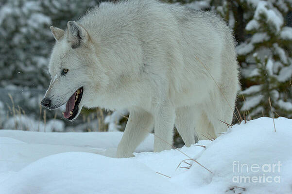 Wilderness Wall Art featuring the photograph Hunting Through The Snow by Adam Jewell