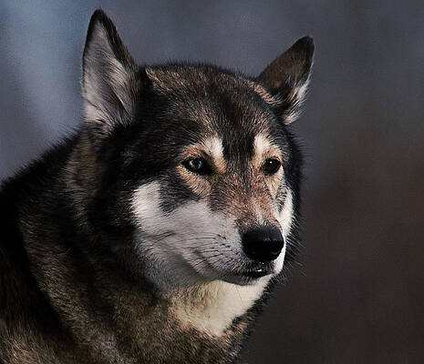 Photograph - Husky by Robert Newman
