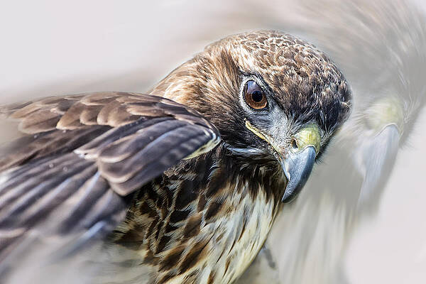 Bird Wall Art featuring the photograph I See....I See... by Ghostwinds Photography