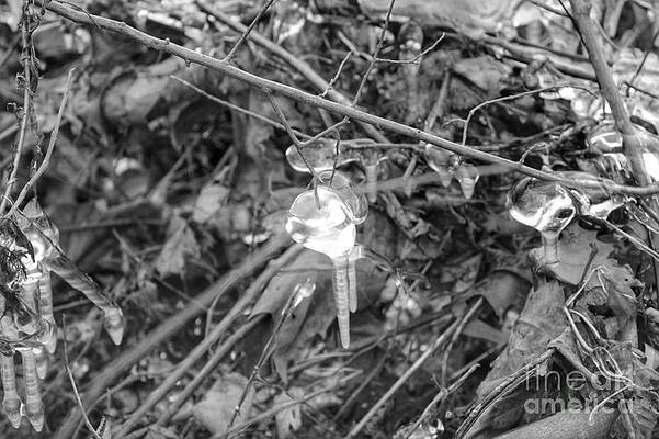 Wall Art featuring the photograph Ice Crystal In January by Christopher Lotito