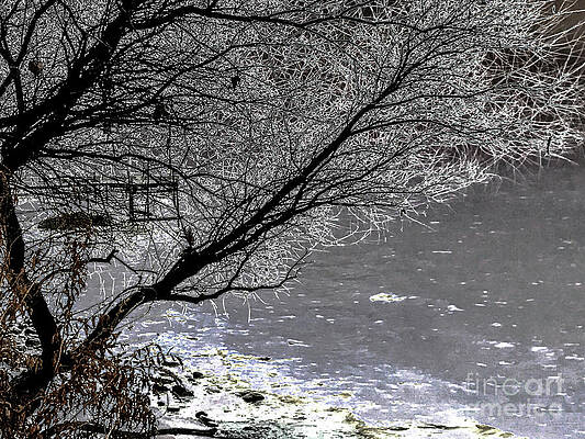Winter Photograph - Iced Tree by William Norton