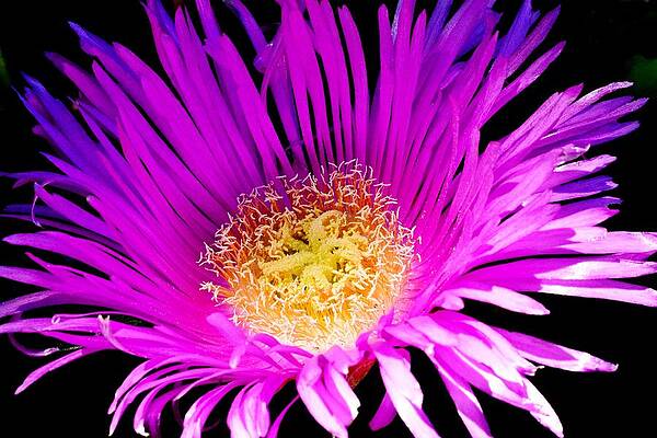 Wall Art featuring the photograph Iceplant Of Enduring Beauty by KJ Swan