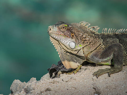 Water Wall Art featuring the photograph Iguana 4 by Jean Noren