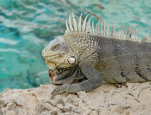 Water Wall Art featuring the photograph Iguana 5 by Jean Noren
