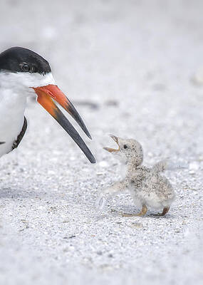 Bird Wall Art featuring the photograph I'm NOT Tiny by Ghostwinds Photography