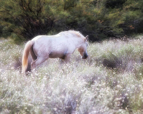 Nature Photograph - In The Garden by American Landscapes
