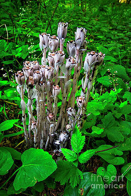 Summer Photograph - Indian Pipe Or Ghost Plant by Bruce Block