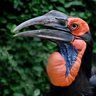 Wildlife Wall Art featuring the photograph Inflatable Hornbill by KJ Swan