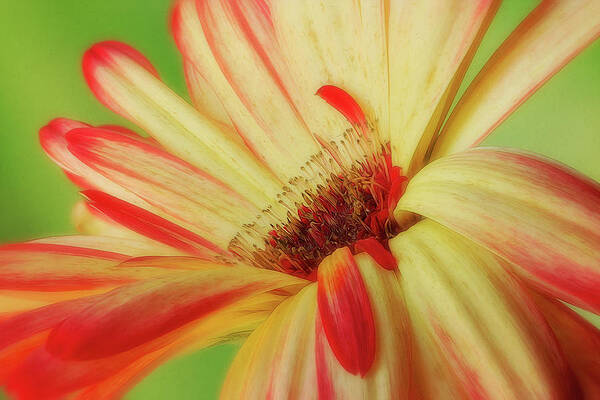 Summer Photograph - Inside The Daisy by Mary Jo Allen