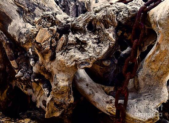 Wall Art featuring the photograph Interwoven By Time by Debra Banks