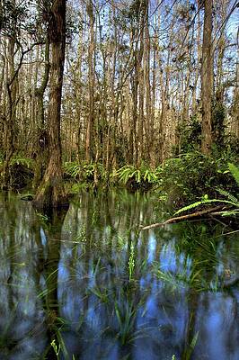 Florida Wall Art featuring the photograph Into The Everglades by Alberto Audisio