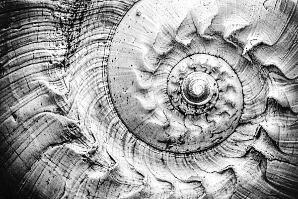 Close Up Wall Art featuring the photograph Into The Spiral 2 by Jaroslav Buna