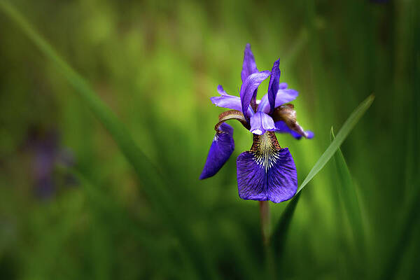 Natural Photograph - Iris Spotlight by Mary Jo Allen