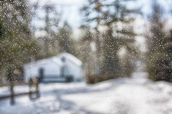 Winter Wall Art featuring the photograph It's Snowing... by Tatiana Travelways