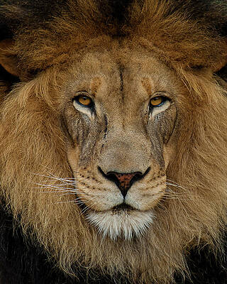 Photograph - Izu's Stare by American Landscapes