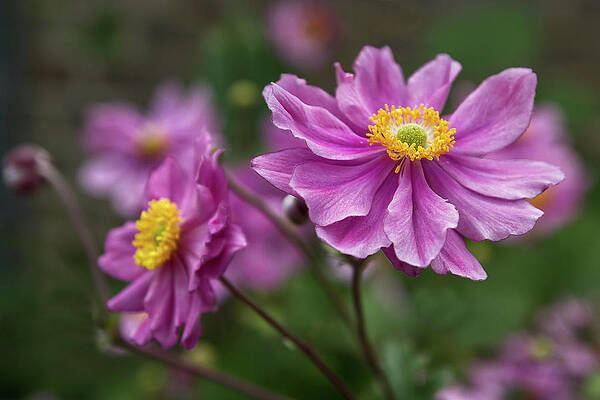 Delicate Wall Art featuring the photograph Japanese Anemone by Shirley Mitchell