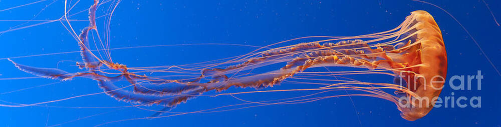 Wall Art featuring the photograph Jelly Fish by Darcy Michaelchuk