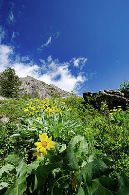 Wall Art featuring the photograph Jenny Lake Mountainside by Crystal Wightman