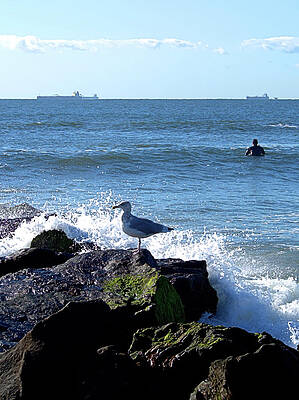 Seagull Photograph - Jetty by Robert Newman