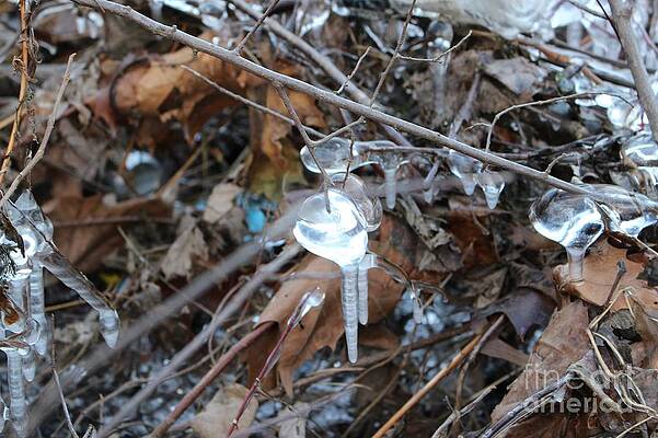 Wall Art featuring the photograph Jewel Of Winter 1 by Christopher Lotito