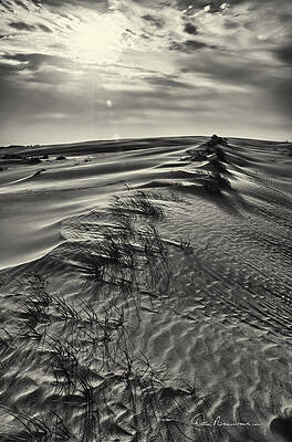 Abstract Photograph - Jockey's Ridge Texture 7116 by Dan Beauvais