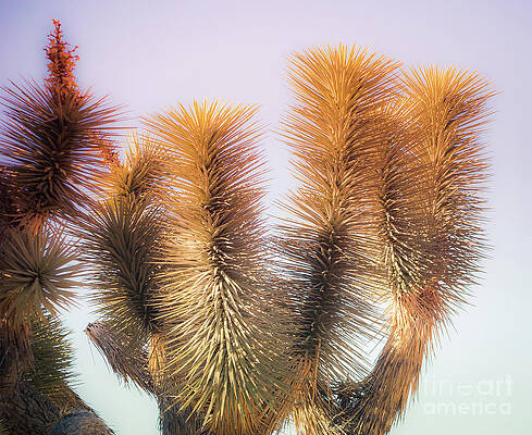 Wilderness Wall Art featuring the photograph Joshua Tree At Cap Rock by Blake Webster