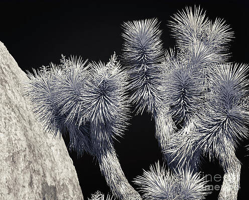 Wilderness Wall Art featuring the photograph Joshua Tree Black And White Seleneum by Blake Webster