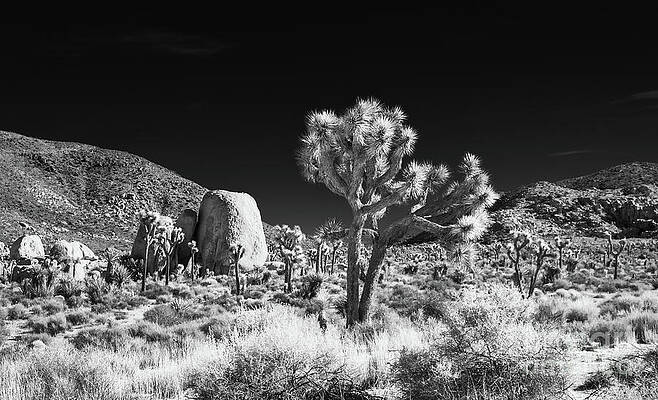 Wilderness Wall Art featuring the photograph Joshua Tree Grove by Blake Webster