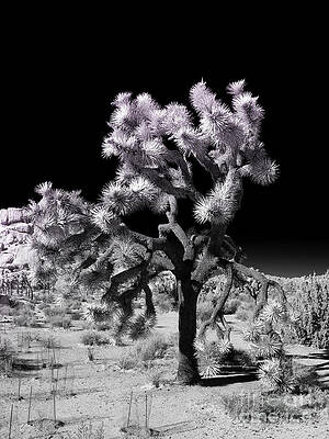 Wilderness Wall Art featuring the photograph Joshua Tree Infrared by Blake Webster