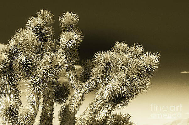Wall Art featuring the photograph Joshua Tree Las Vegas Duotone by Blake Webster