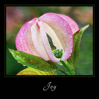 Dew-Kissed Pink Blossom Wall Art
