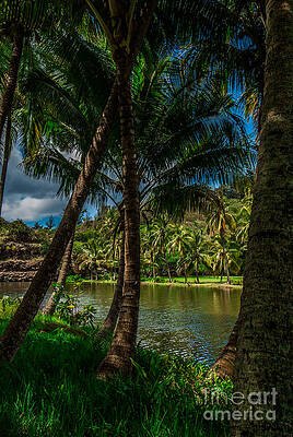 Wall Art featuring the photograph Jungle River Palms Kauai by Blake Webster