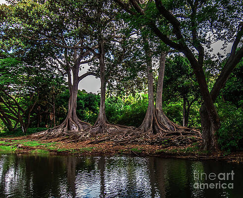 Wall Art featuring the photograph Jurassic Park Tree Group On River by Blake Webster