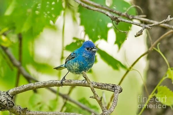 Minnesota Photograph - Juvenile Indigo Bunting by Natural Focal Point Photography