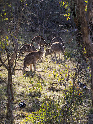 Wildlife Photograph - Kangaroos And Magpies - Canberra - Australia by Steven Ralser